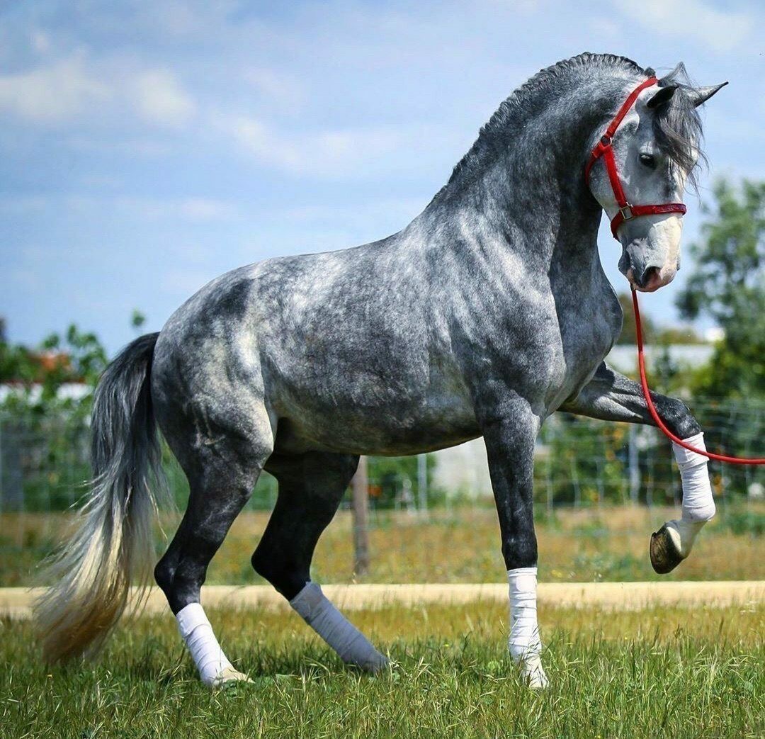 Dappled gray horse with white leg wraps trotting on grass field