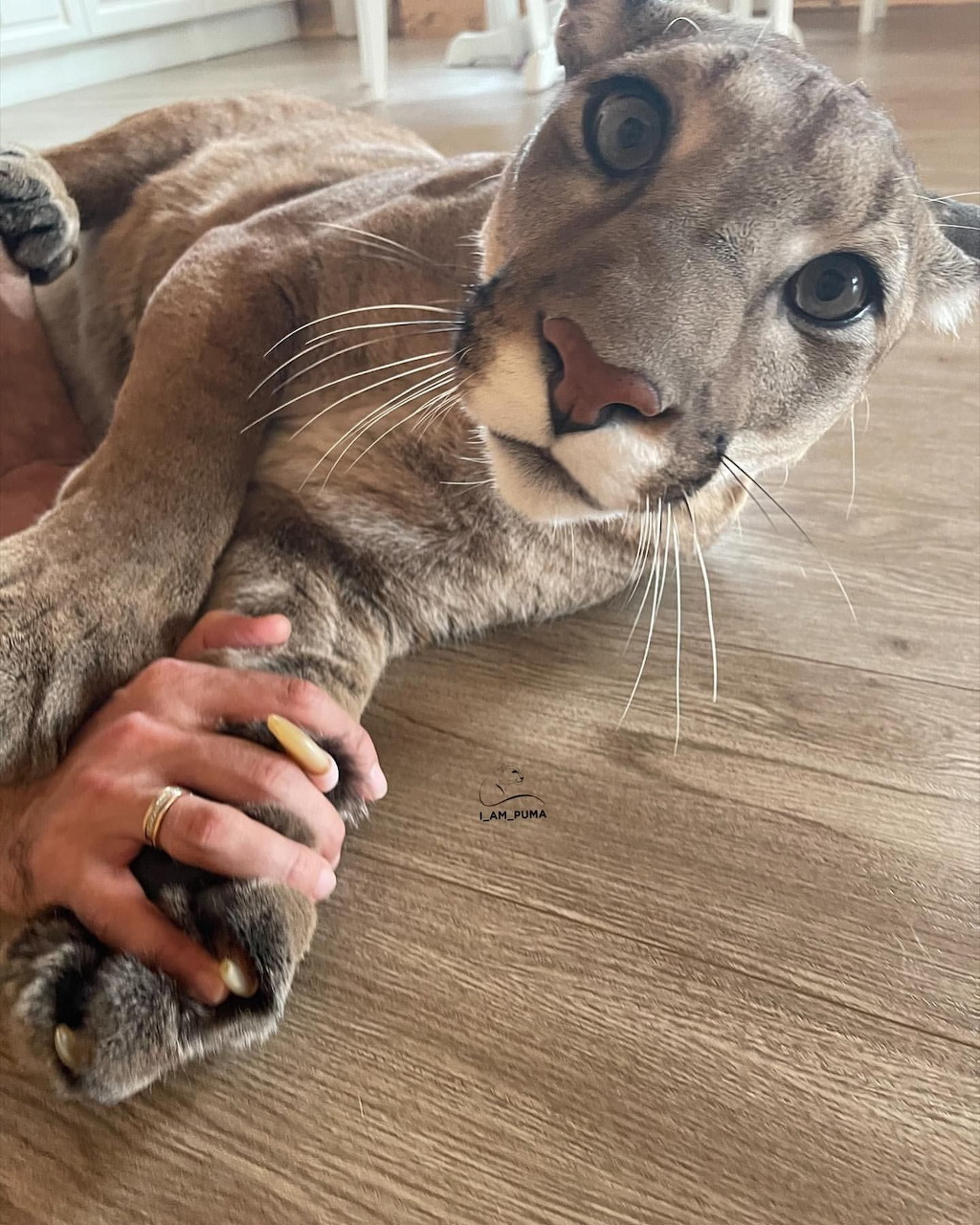 Pet cougar lying on wooden floor with person holding its paw, looking at camera