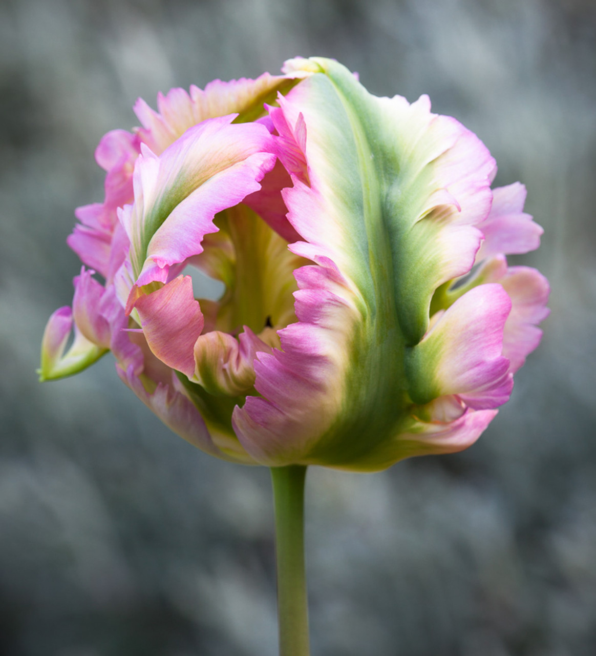 Parrot Tulip Bloom