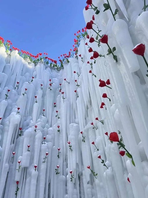 Red Roses Installation