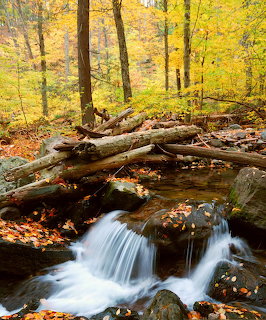 Small waterfall in a rocky autumn forest creek with fallen logs and yellow leaves