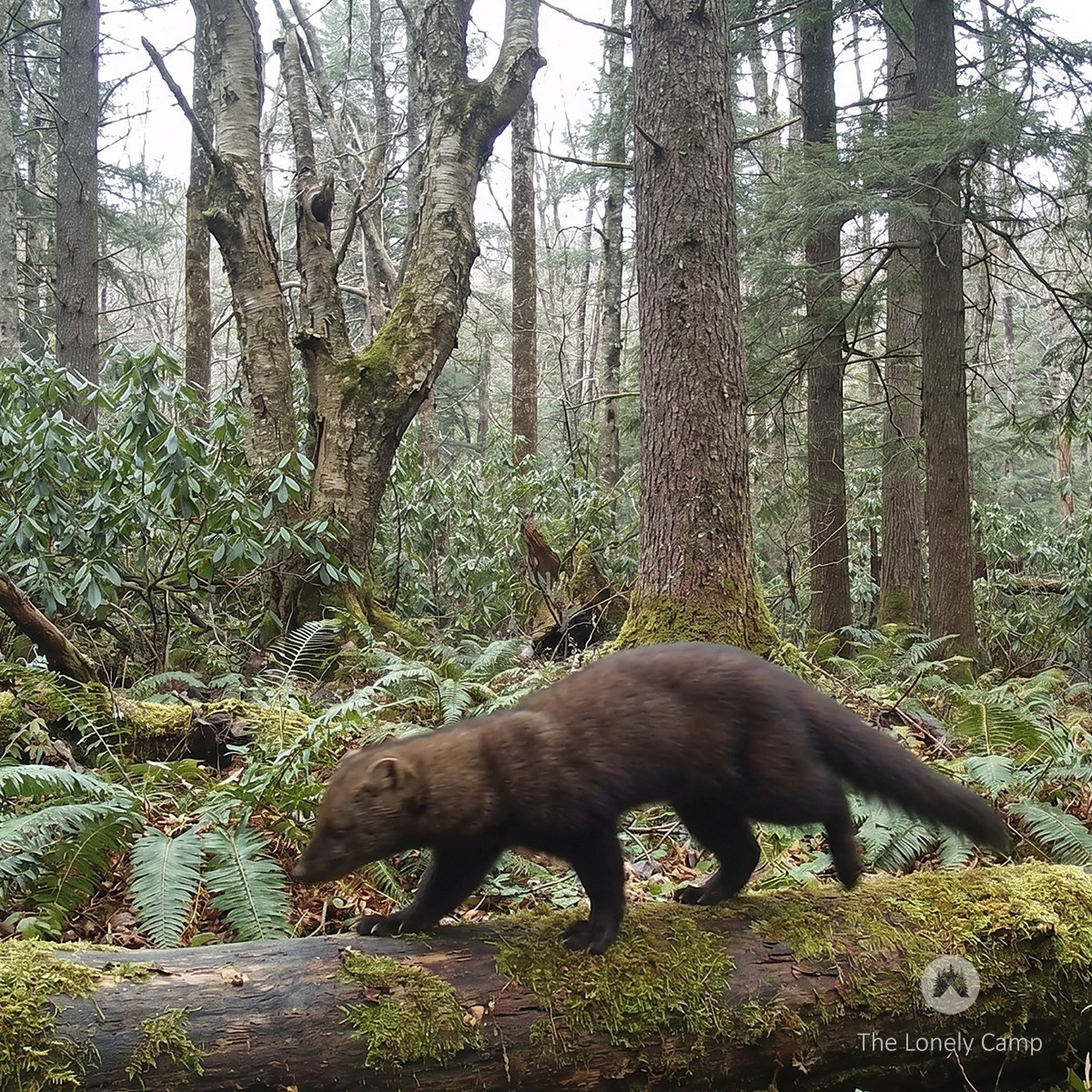 A fisher walking on a moss-covered log in a forest