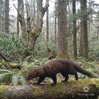 Fisher in Forest