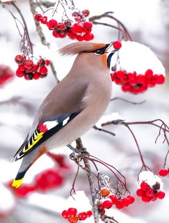 Waxwing Bird on Rowan Berries