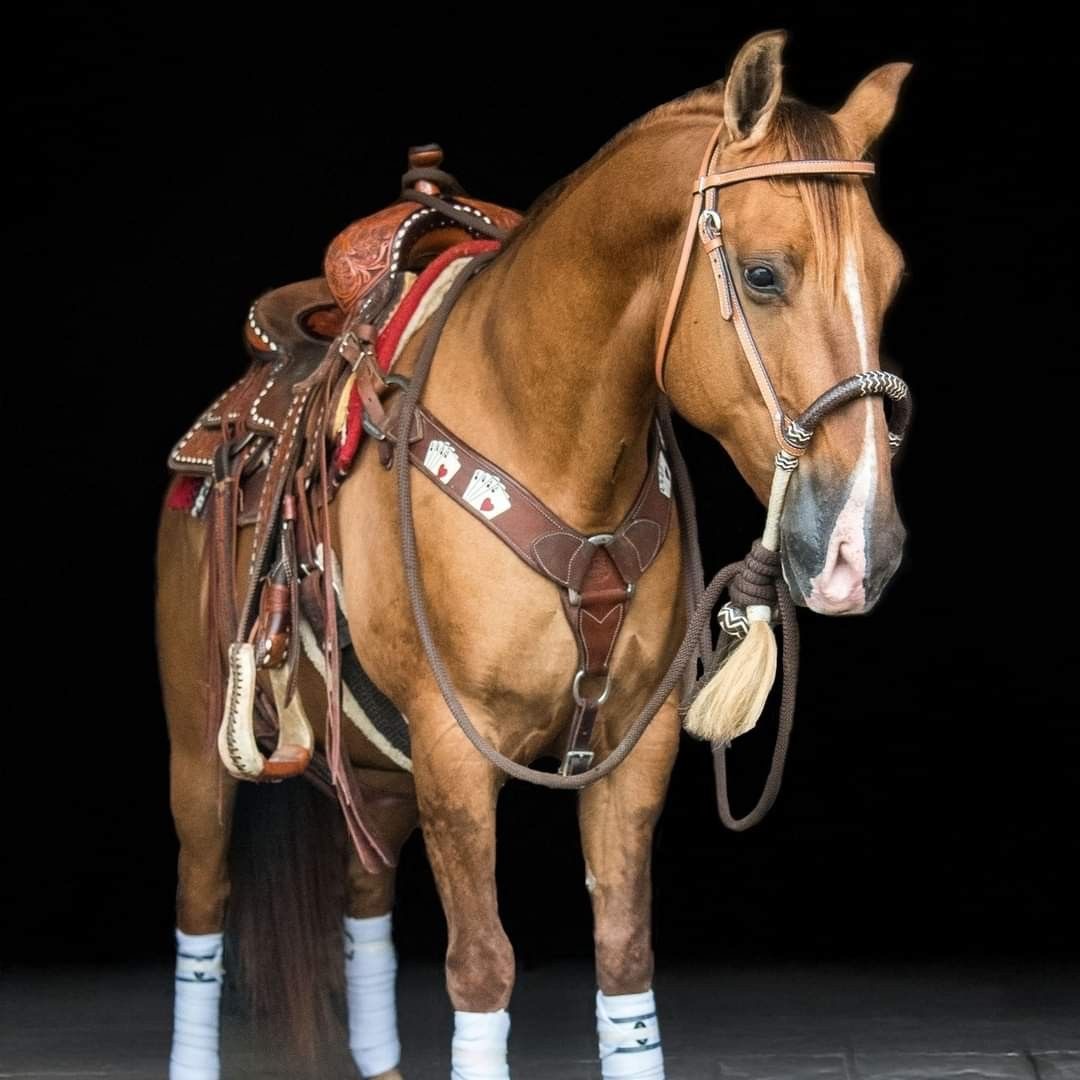 Saddled Chestnut Horse