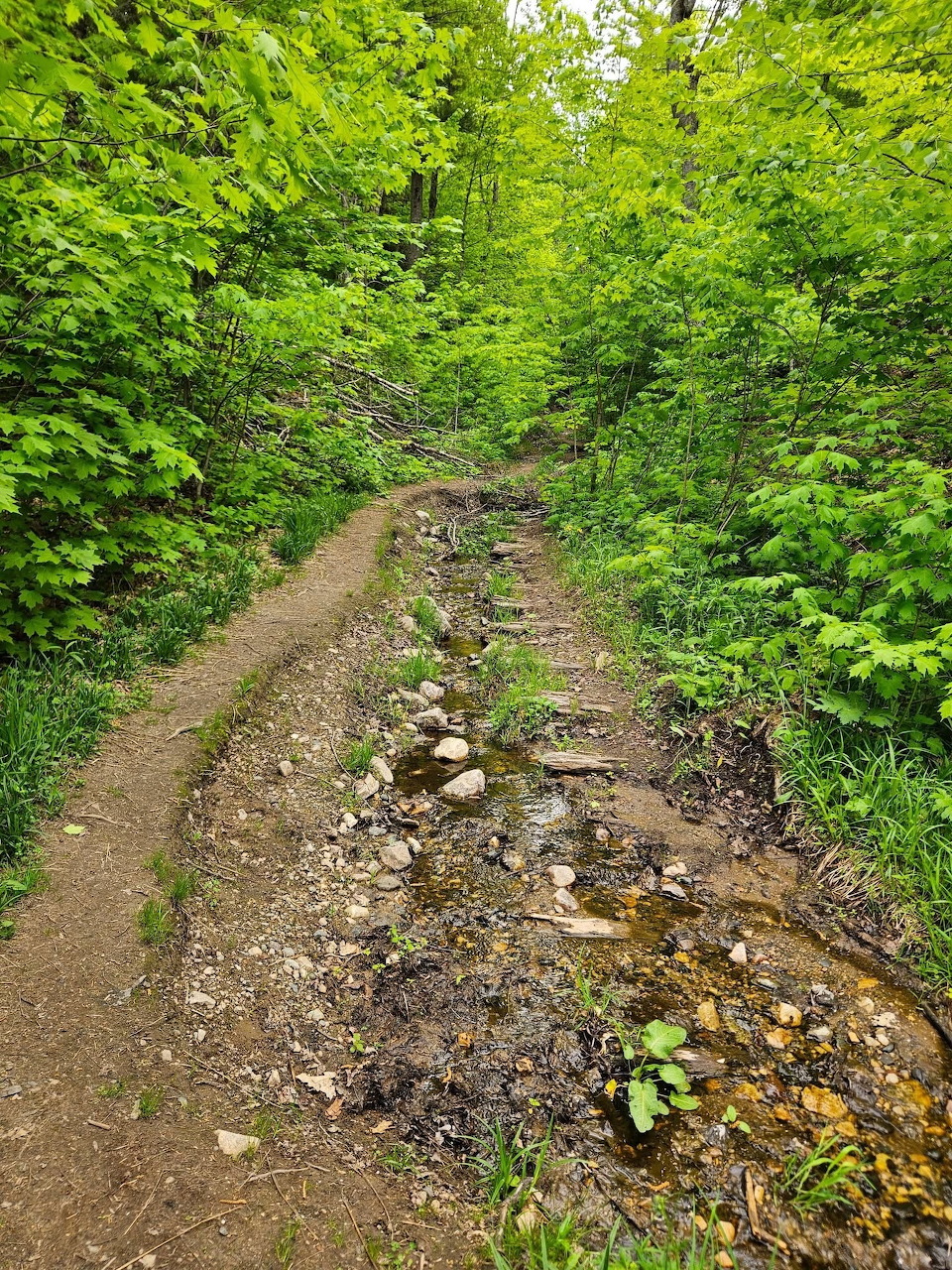 Forest Trail Michigan Peninsula