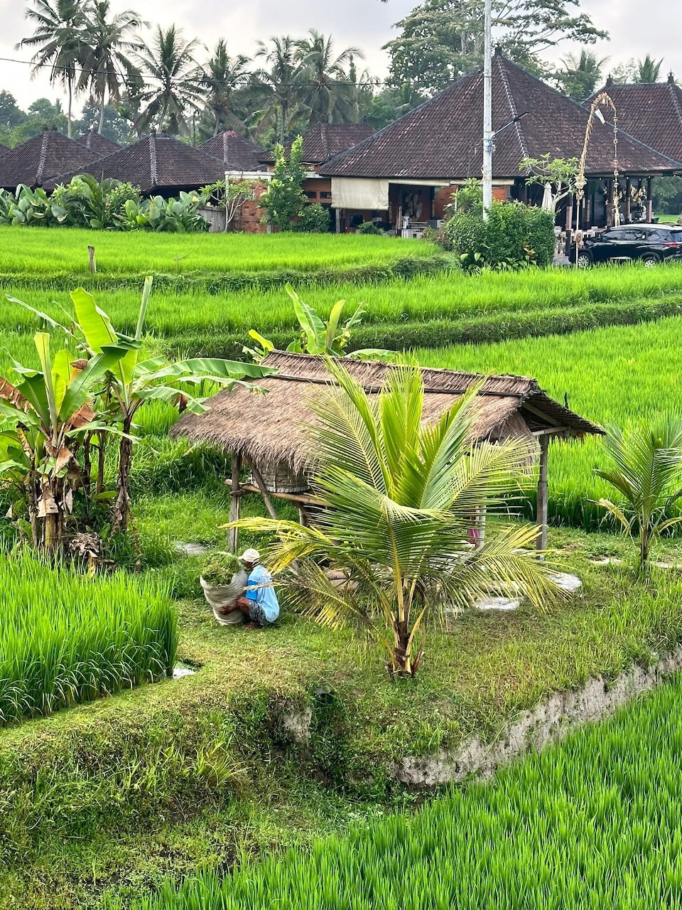 Bali Rice Terrace Village