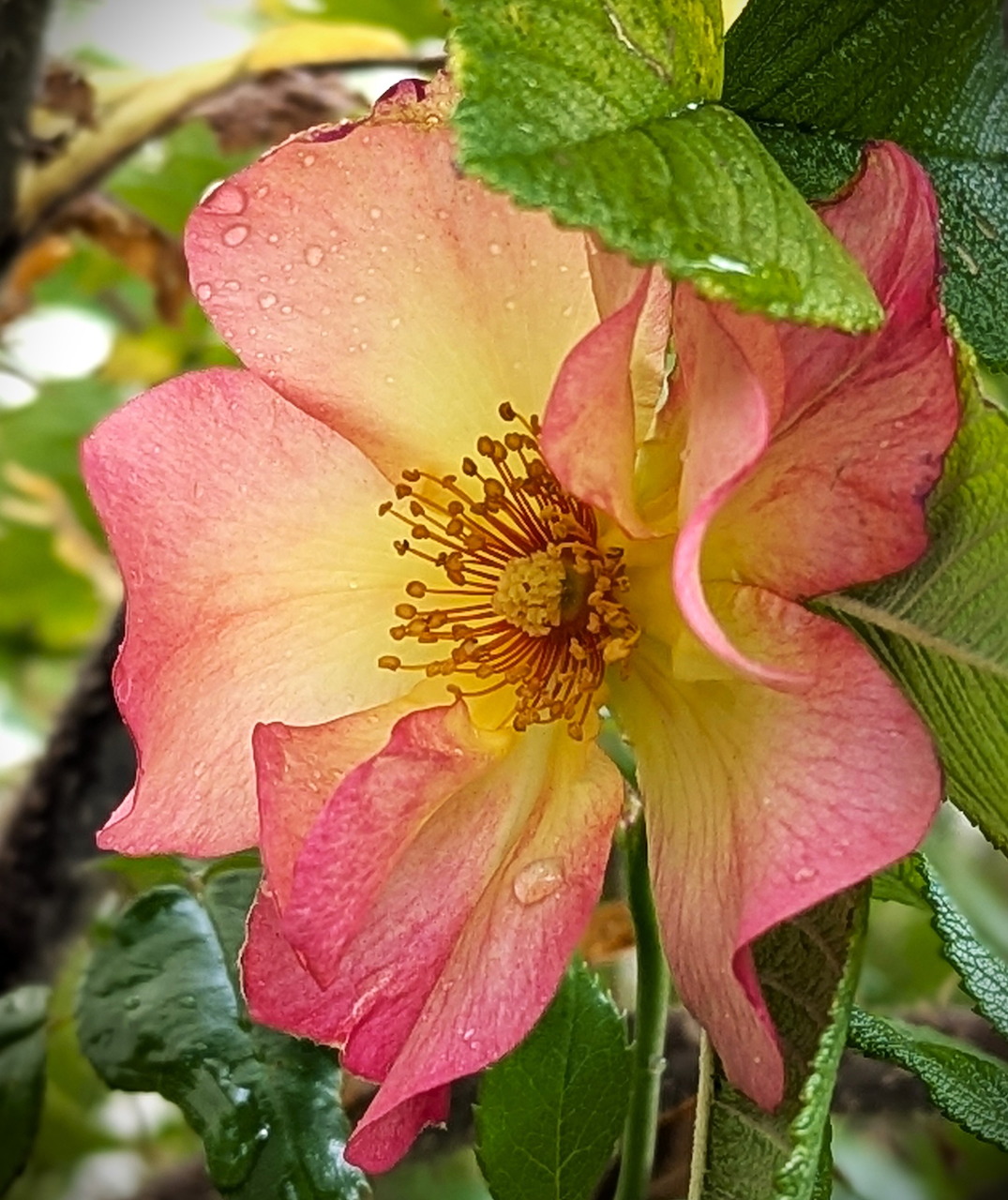 Pink Yellow Rose