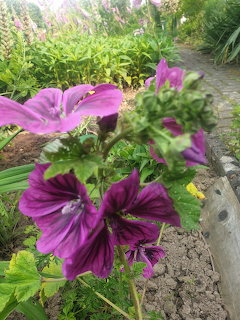 Purple mallow flowers with dark veined petals growing in a garden bed beside a path