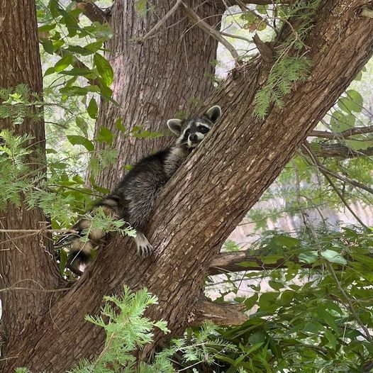 Raccoon climbing on tree branch with green foliage