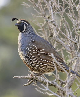 California Quail on Branch