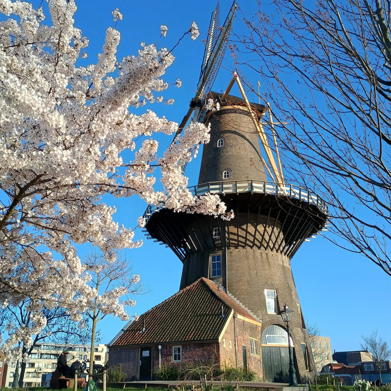 Old windmill beside blooming white trees under a bright blue sky