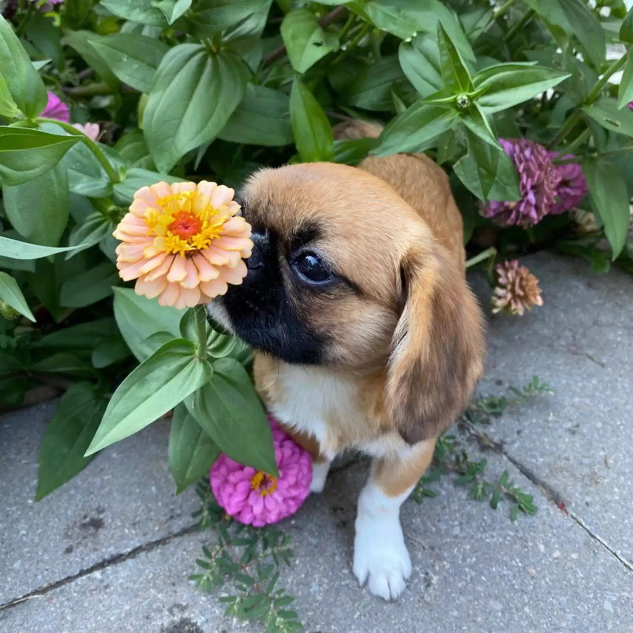 Small brown puppy sniffing a peach zinnia beside green garden plants on a stone path