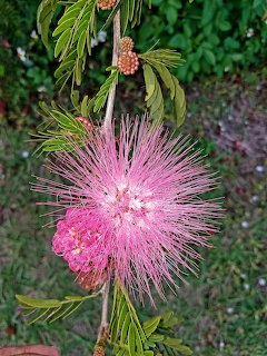 Pink Powderpuff Flower