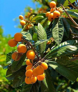 Loquat tree with clusters of orange fruit and green leaves under blue sky