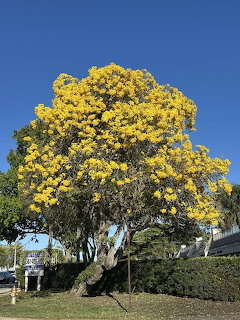Yellow Trumpet Tree in Bloom