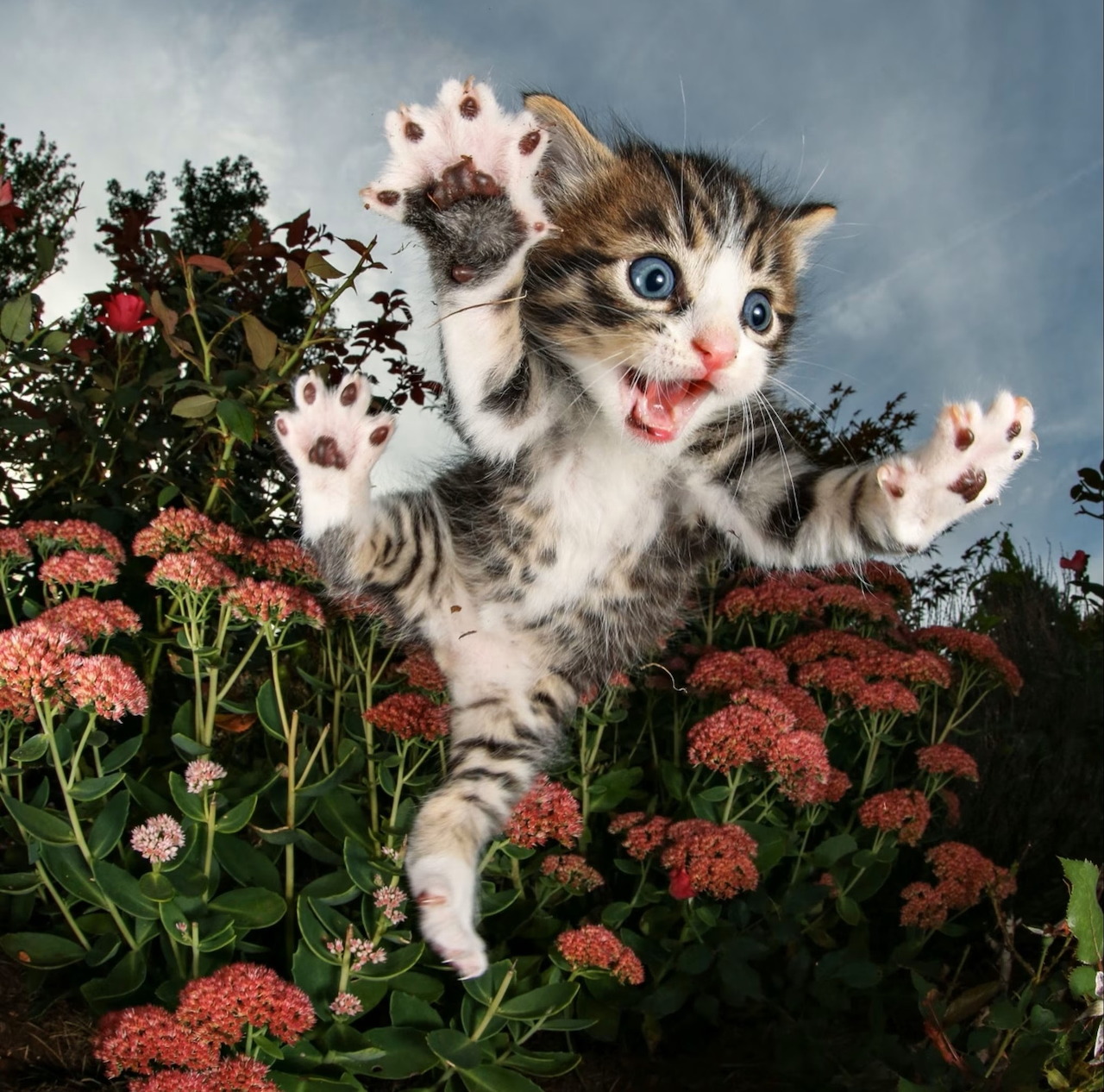 Tabby kitten leaping playfully with paws up among pink flowers and blue sky