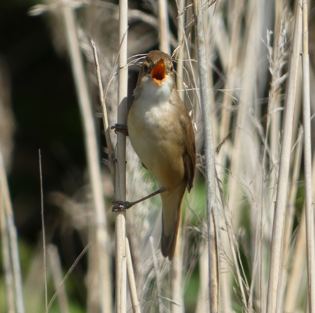 Reed warbler singing while perched on dried reed stalks