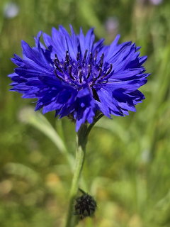 Close-up of a vivid blue cornflower with spiky petals on a green stem against a blurred green background