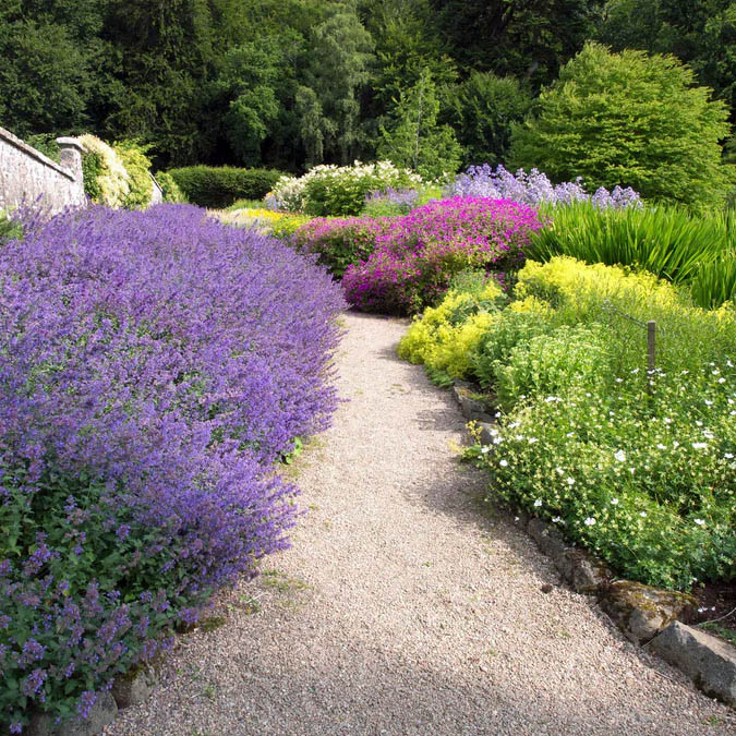 Gravel path winding through colorful flowering garden with purple, pink, and yellow blooms