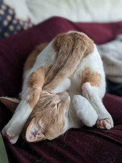 Cat sleeping in contorted position with head tucked under body on burgundy fabric