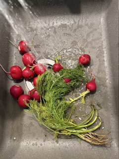 Red radishes and fresh dill herbs being rinsed in a stainless steel kitchen sink