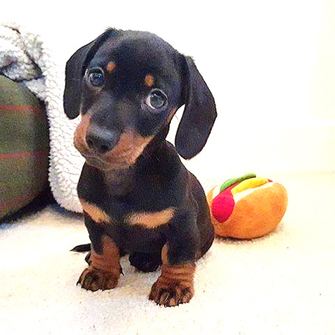 Dachshund Puppy