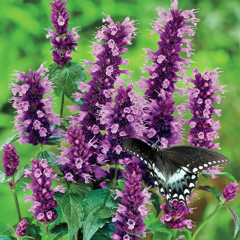 Black swallowtail butterfly on purple flowering spikes with green foliage background