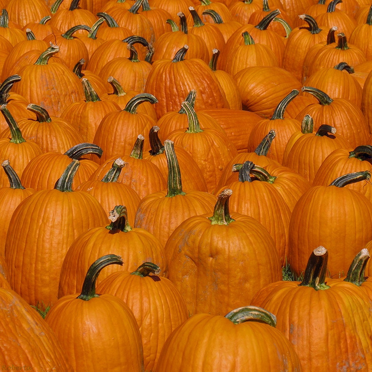 Many bright orange pumpkins with green stems arranged in dense rows