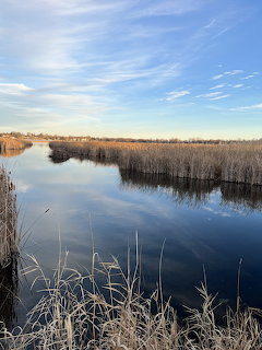 Calm lake with dry reeds along the banks reflecting a blue sky with thin clouds