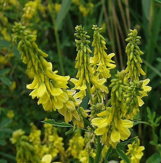 Yellow Melilotus officinalis sweet clover flower spikes with green foliage background