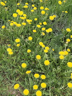 Many yellow dandelion flowers bloming in a green grassy field viewed from above