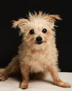 Small scruffy tan terrier mix dog sitting on a light surface against a dark background