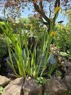 Green iris plants growing around rocks near a small garden water feature with trees in background