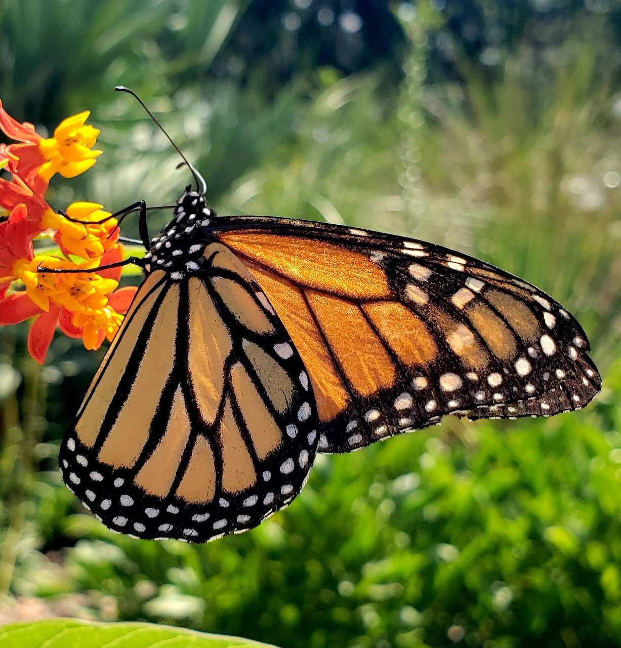 Orange and black butterfly resting on orange flowers with a blurred green background