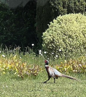 Male pheasant walking on green grass in a garden with hedges and shrubs