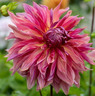 Pink and magenta dahlia flower with pointed layered petals in sharp focus against soft green garden background