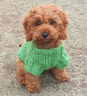 Pupy in Green Sweater