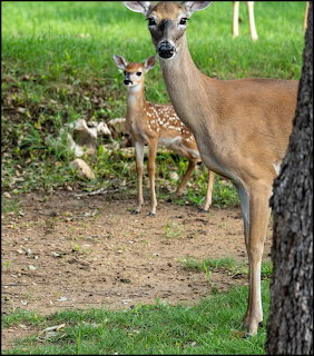 White-tailed doe and spotted fawn standing together on grass near trees in Legacy Park