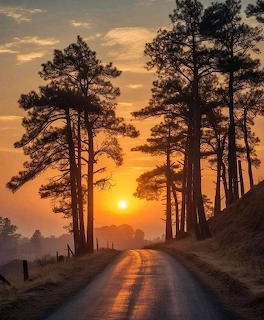 Country road flanked by tall pine trees leading into a golden sunset with warm glowing light