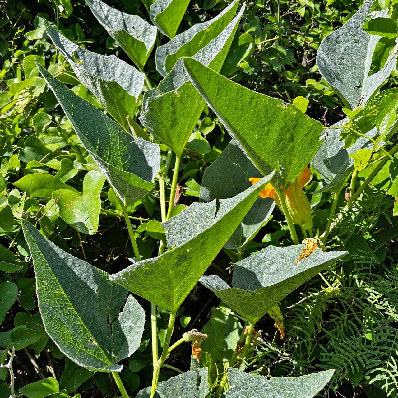 Gourd vine with large green leaves and yellow flowers in a garden
