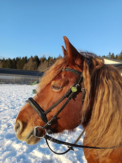 Horse in Winter Snow