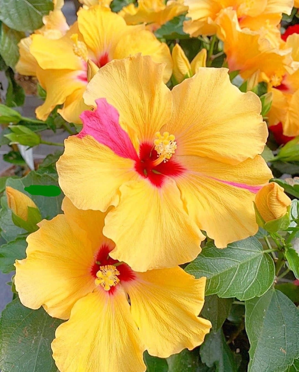 Close-up of bright yellow hibiscus flowers with pink-red centers and green leaves