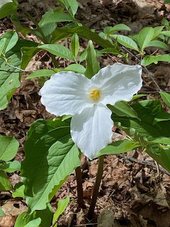 White trillium flower with three petals and yellow center growing in forest undergrowth with green leaves