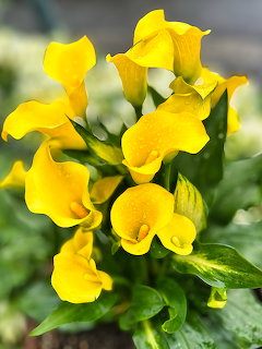 Cluster of bright yellow pansy flowers with green foliage