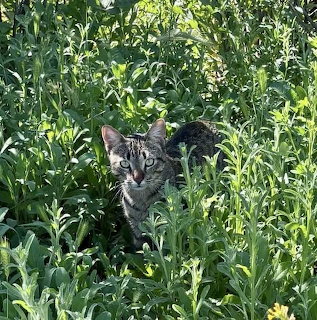 Tabby Cat in Green Foliage