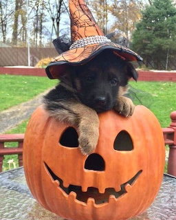 Pupy in Halloween Pumpkin