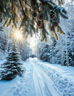 Sunlit winter forest road with snow-covered pine trees and hanging pine cones