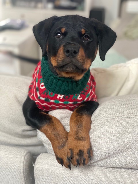 Rottweiler puppy on a couch wearing a red and green Christmas sweater