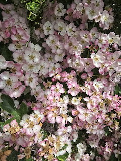 May Blossom Flowers